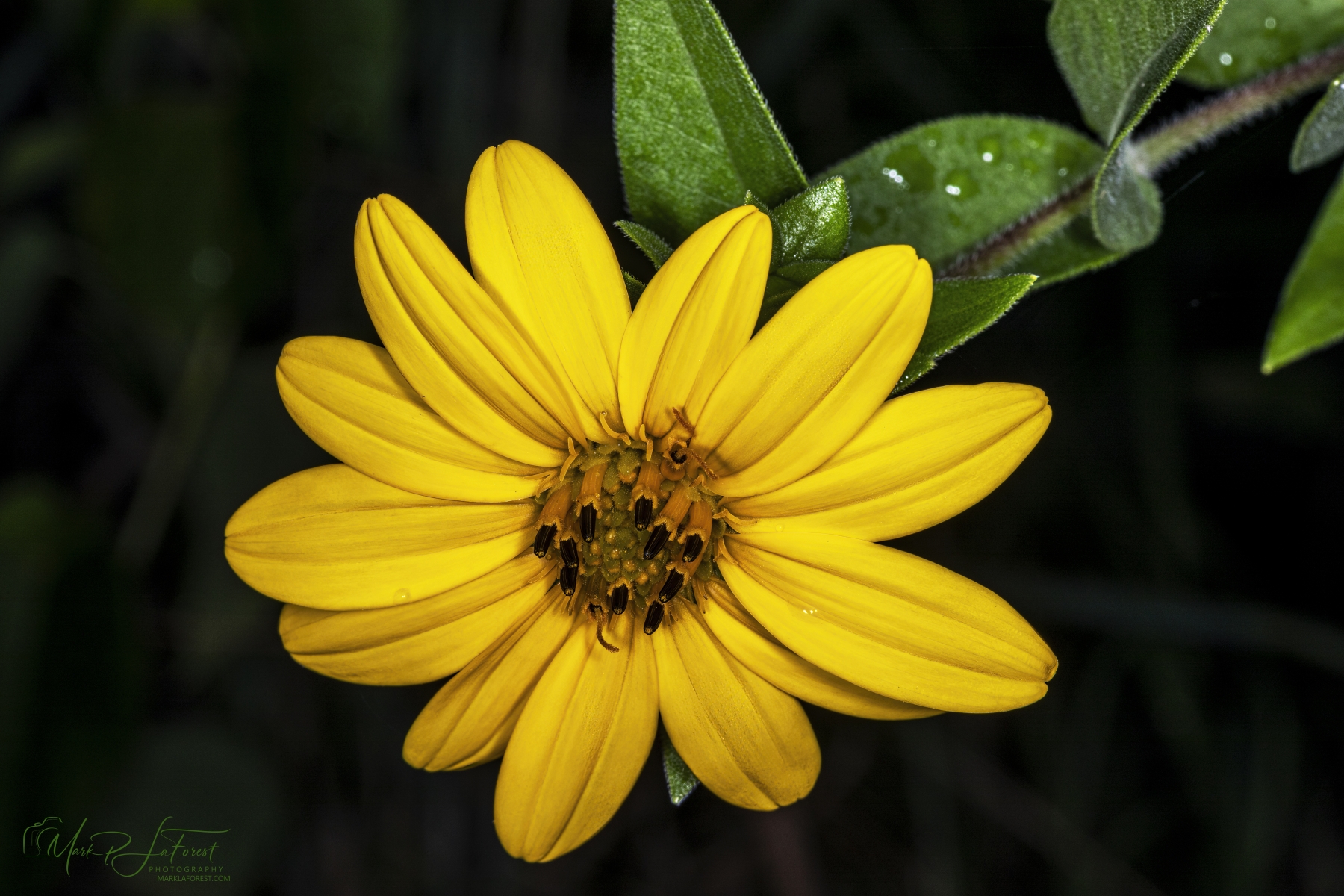 Maximilian Sunflower, Bull Creek, Austin, Texas